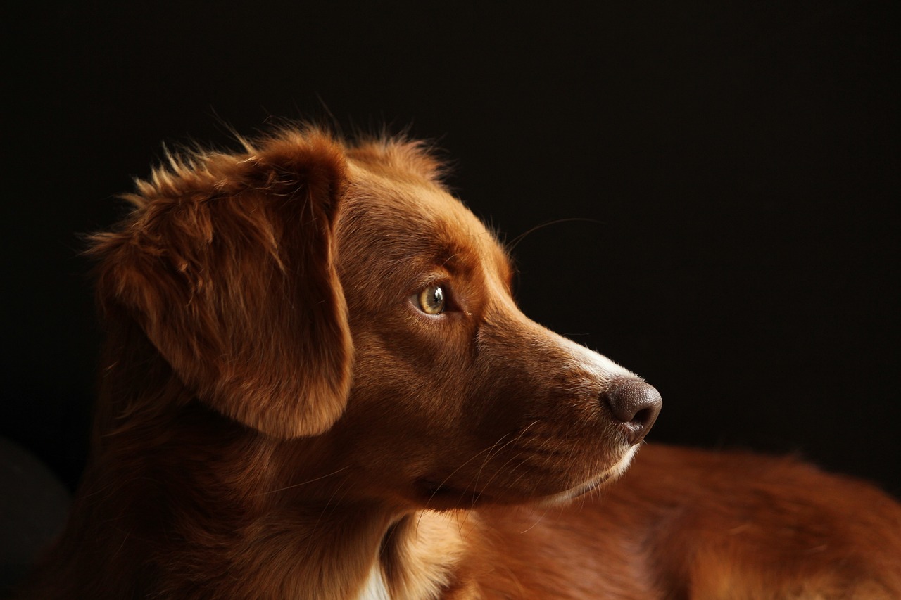 How to Help Your Dog Cope With Loneliness